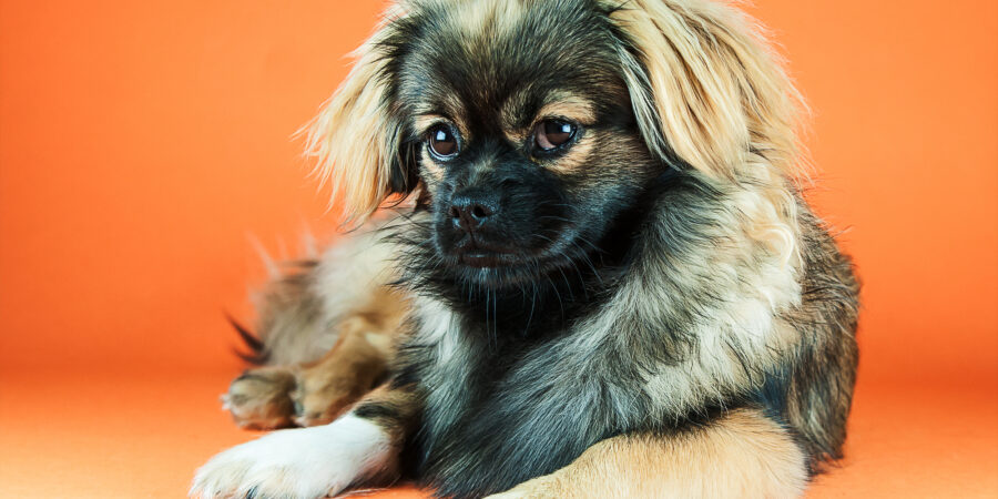 ksm-fotografie - Home - Haus- & Nutztiere